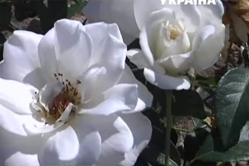 Новини Вінниці / Біля Вінниці розквітло трояндове поле (ВІДЕО)