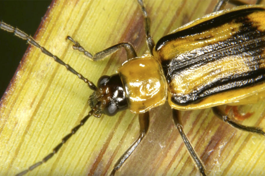 Новини Вінниці / На Вінниччині ввели карантин через американську комаху 