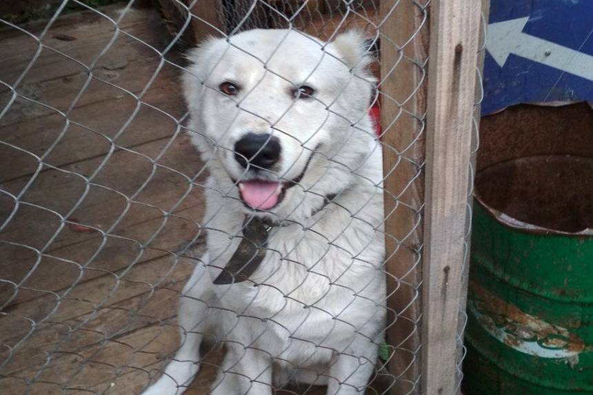 Новини Вінниці / У Вінниці з території підприємства викрали «охоронця»