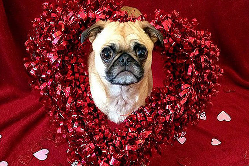 Новини Вінниці / Хочете завести чотирилапого друга? У вас є можливісь знайти його на вінницькому «Хвіст-фесті» 