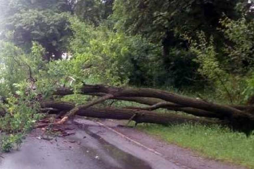 Новини Вінниці / На Вінниччині «бушував» вітер: рятувальники шість разів за добу виїжджали звільняти автошляхи від повалених дерев