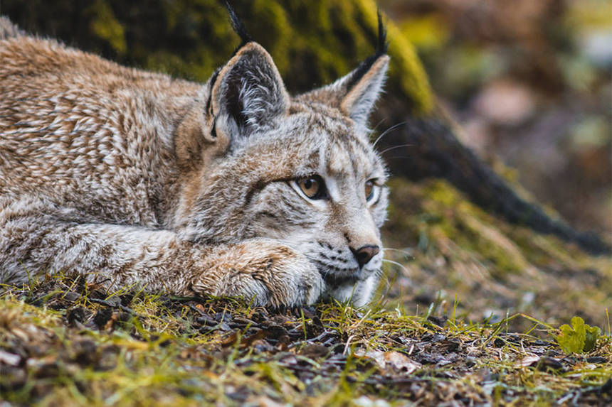 Новини Вінниці / У вінницькому Подільському зоопарку розпочали будівництво вольєру для рисей, а тварин лише шукають