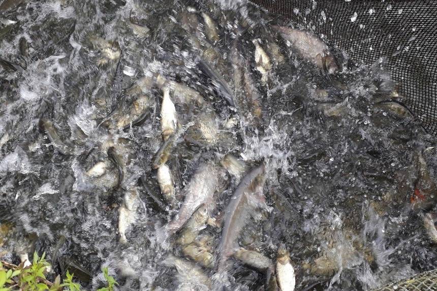 Новини Вінниці / Понад 11 тонн риби запустили у Ладижинське водосховище на Вінниччині 