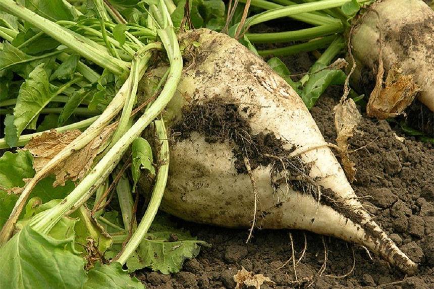 Новини Вінниці / Вінниччина залишається «буряковим» лідером в Україні 