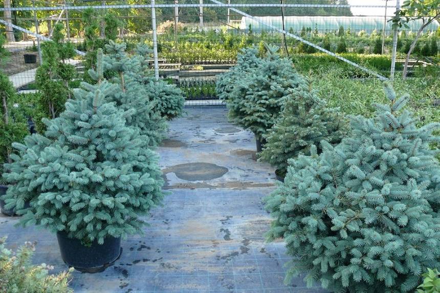 Новини Вінниці / Вінницькі лісівники розповіли, скільки цьогоріч коштуватимуть новорічні ялинки 