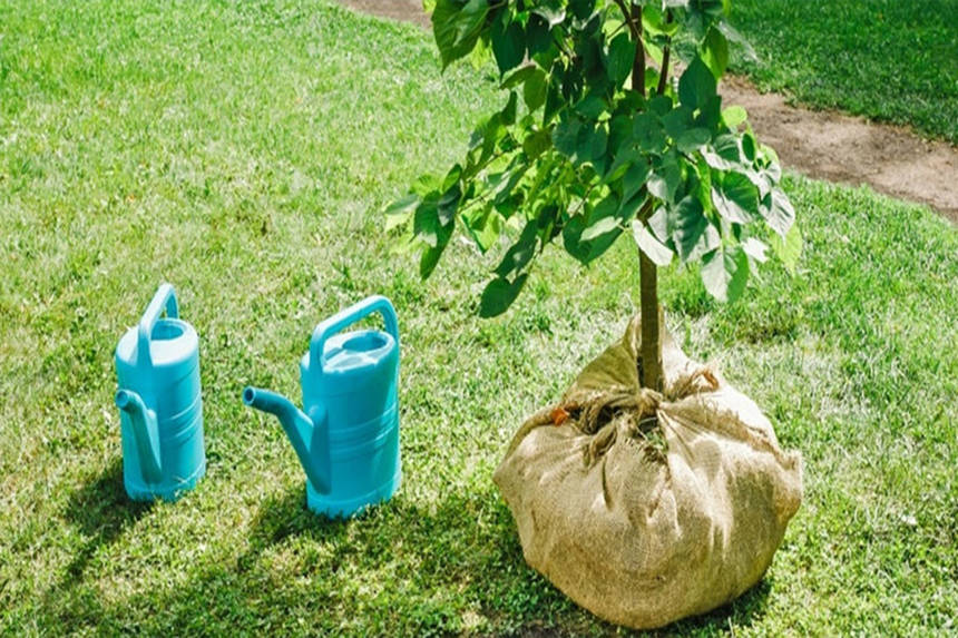 Новини Вінниці / Масштабне озеленення Вінниці. За рік висадили понад 2000 саджанців дерев