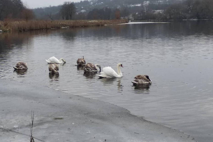 Новини Вінниці / У Вінниці на зимівлю залишилась зграя лебедів 