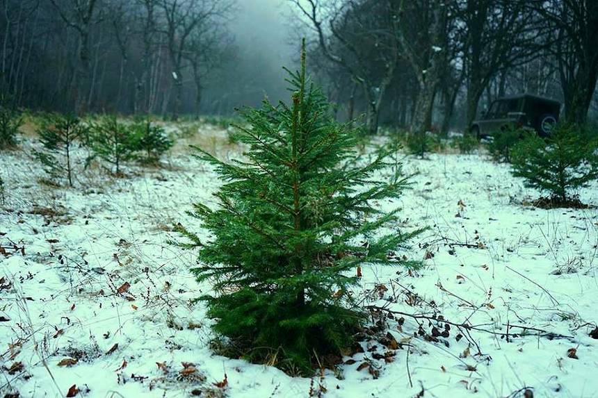 Новини Вінниці / Ялинки на Вінниччині перед святами охоронятимуть від браконьєрів рейдові групи 