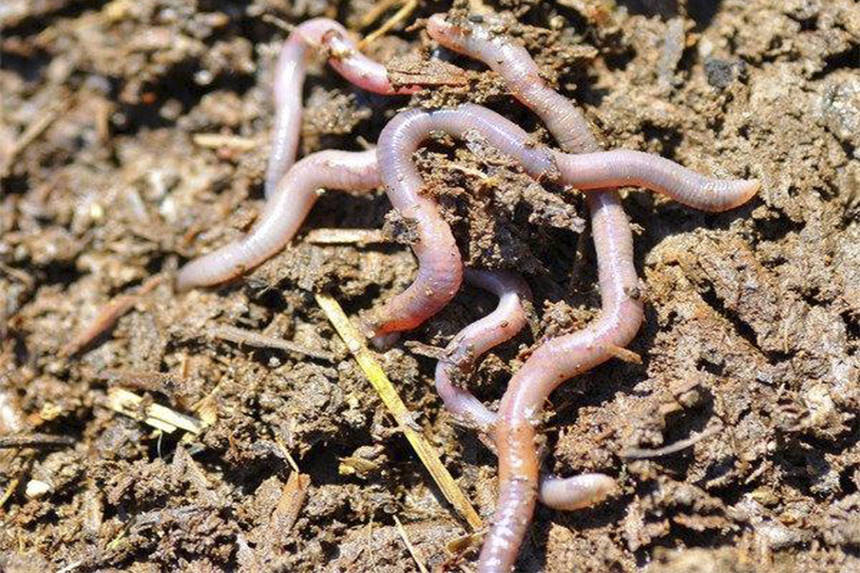 Новини Вінниці / Вінничани планують розводити каліфорнійських черв'яків