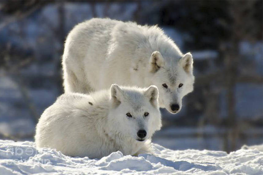 Новини Вінниці / Полярні вовки у Вінниці: до Подільського зоопарку везуть пару хижаків