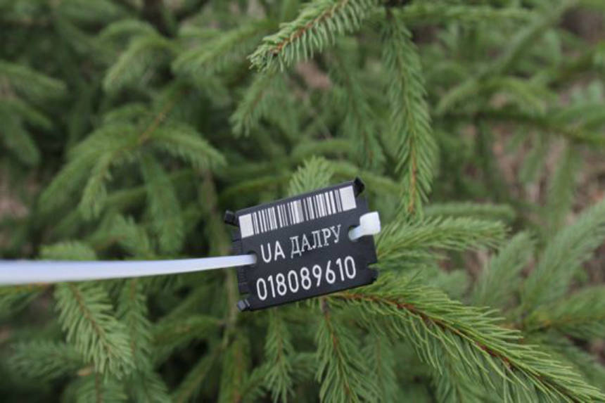 У Вінниці на двох ринках виявили «контрабандні» ялинки / Новости Винницы и области / Інформаційний портал На Париже Новини Вінниці / У Вінниці на двох ринках виявили «контрабандні» ялинки
