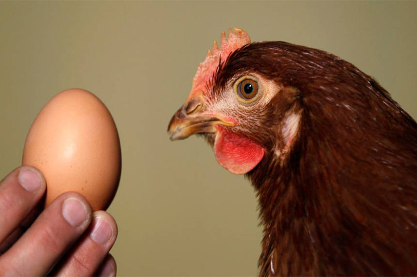 Новини Вінниці / Пташиний грип: на Вінниччині у Держпродспоживслужбі пояснили результати тотального обстеження  