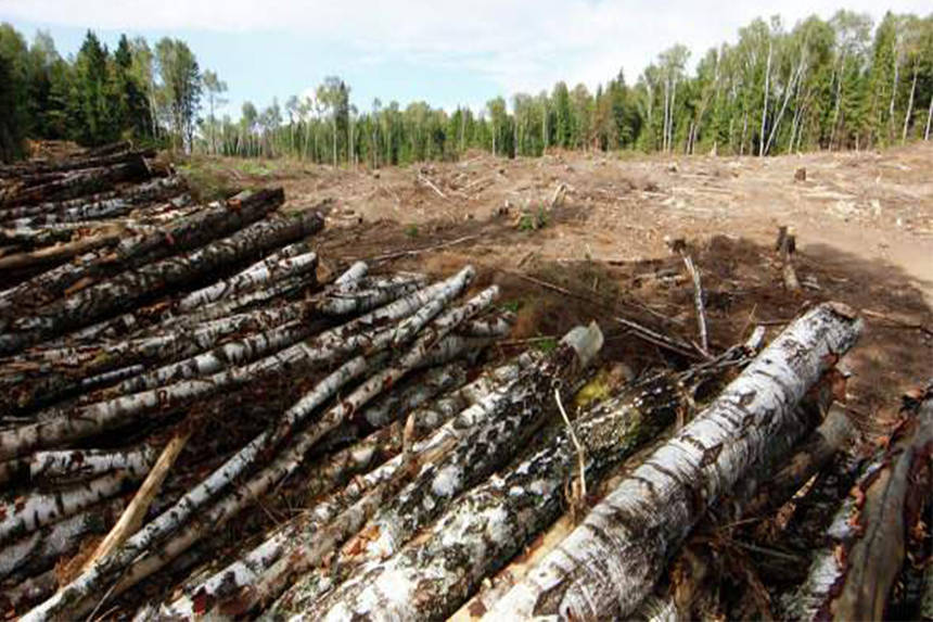 Новини Вінниці / На Вінниччині вісьмом «лісівникам» оголошено про підозру