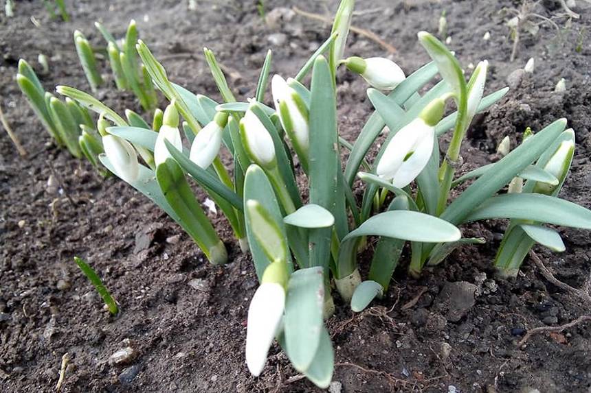 «Лютує весна»: на Вінниччині почали розцвітати підсніжники / Новости Винницы и области / Інформаційний портал На Париже Новини Вінниці / «Лютує весна»: на Вінниччині почали розцвітати підсніжники