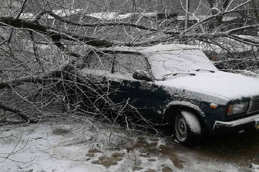 Новини Вінниці / У Вінниці дерево привалило «Жигуля», а на об’їзній постраждав Nissan (ФОТО)   
