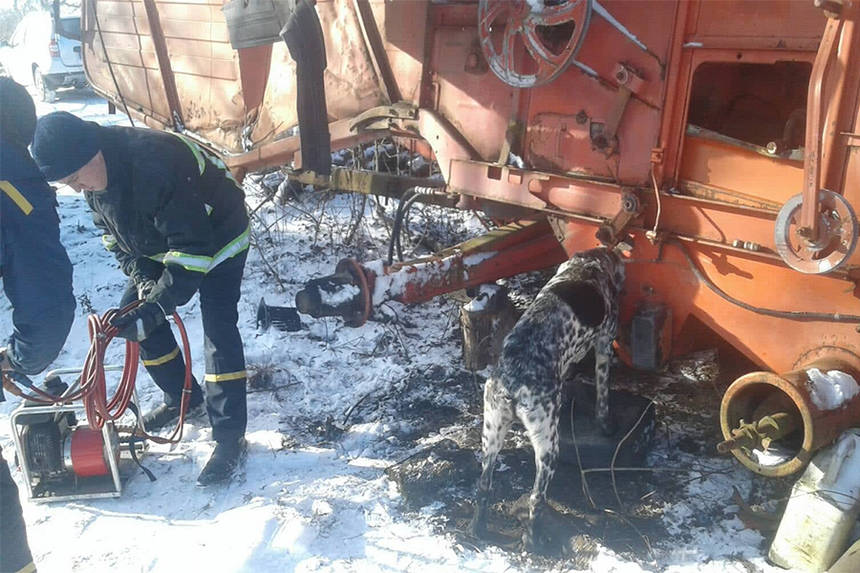 Голова пса застрягла у шнеку комбайна: жахливі «пригоди» тварини на Вінниччині (ФОТО) / Новости Винницы и области / Інформаційний портал На Париже Новини Вінниці / Голова пса застрягла у шнеку комбайна: жахливі «пригоди» тварини на Вінниччині (ФОТО)