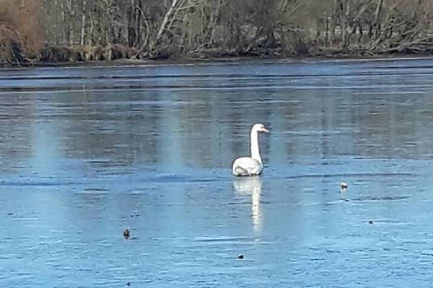 Новини Вінниці / На Вінниччині рятують лебедів, які потерпають від морозів (ФОТО)
