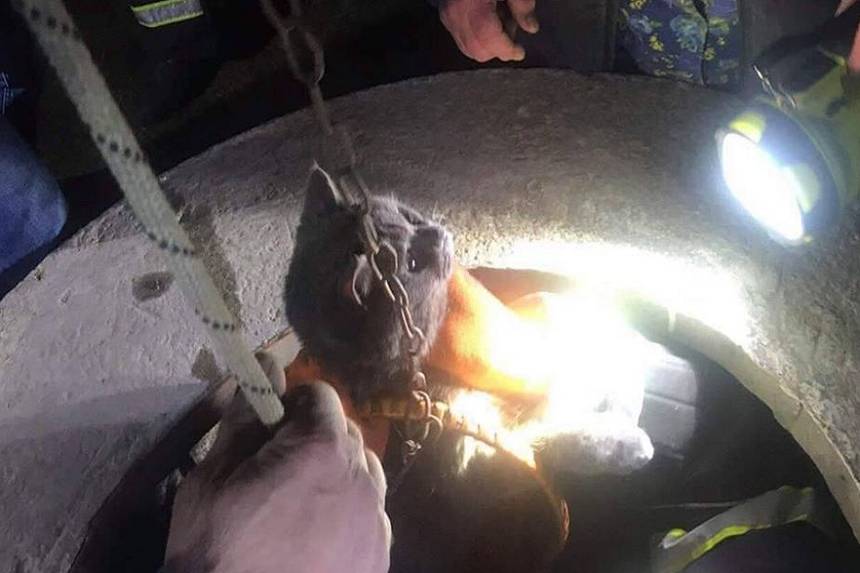 Новини Вінниці / У Погребищі на Вінниччині з криниці врятували Мажора 