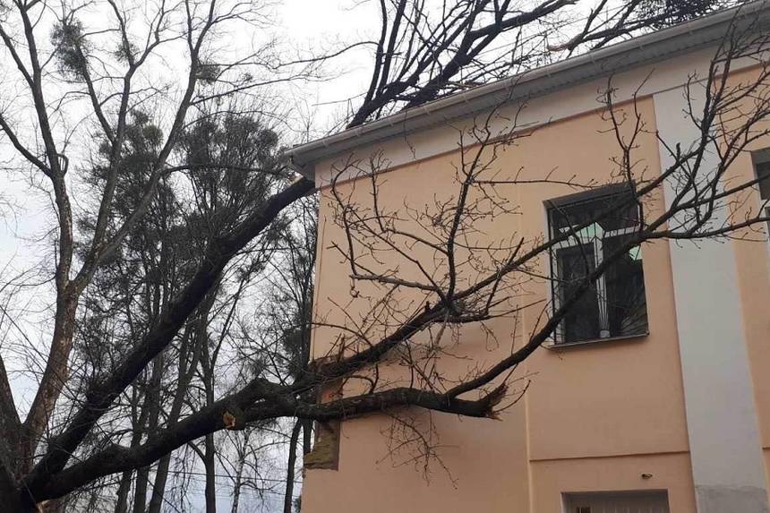 Новини Вінниці / У Вінниці дерево впало на будівлю «Пироговки» (ВІДЕО)