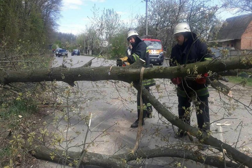 Новини Вінниці / Перші наслідки сьогоднішніх поривів вітру: під Вінницею дерево впало на дорогу