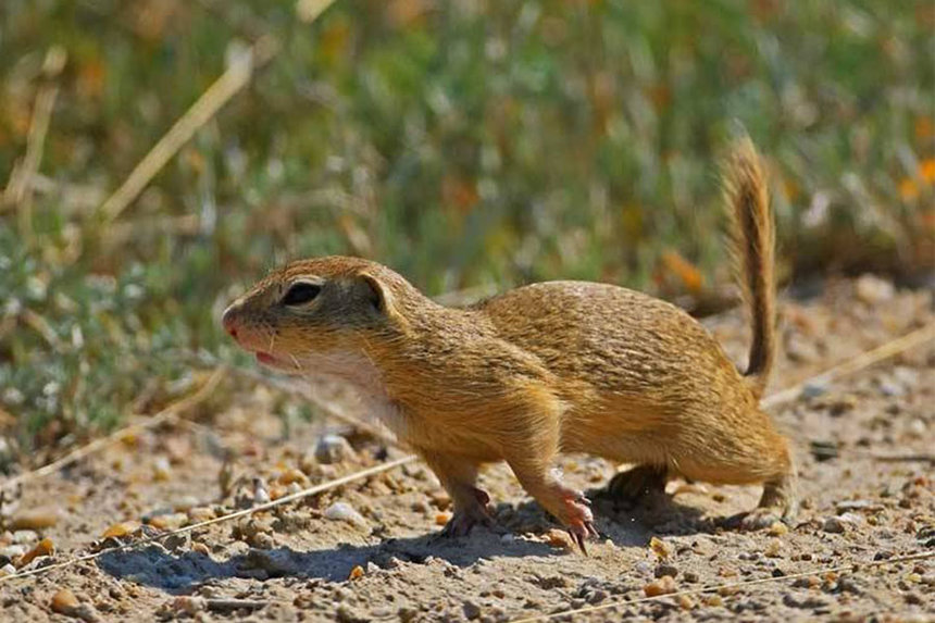 Новини Вінниці / Очільник Вінниччини побачив ознаки другої хвилі захворюваності на COVID-19, вінничани відповіли жартами