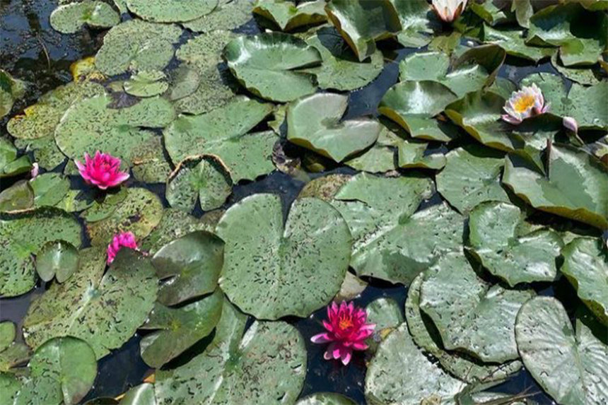 Новини Вінниці / На Вінниччині, на території приватного озера, протягом 10 років квітне "острів" різнокольорових лілій 