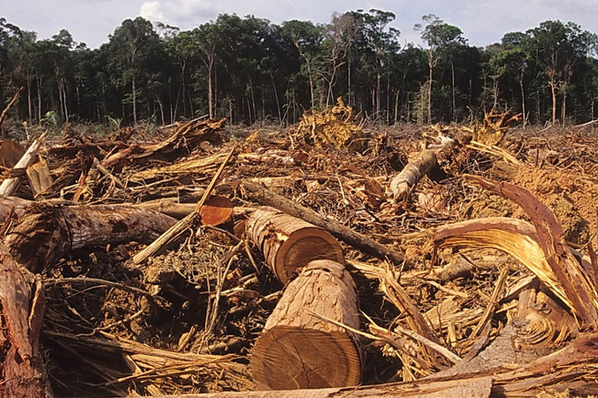 Новини Вінниці / На Вінниччині через суд з «лісорубів» намагаються стягнути пів мільйона
