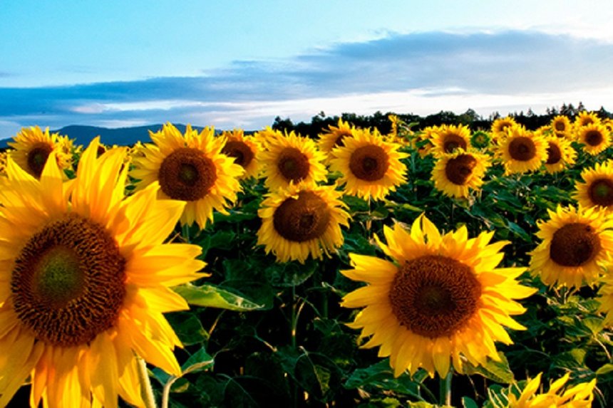 Фермера з Літинського району на Вінниччині звинувачують у самовільному зайнятті ділянки над річкою (ВІДЕО) / Новости Винницы и области / Інформаційний портал На Париже Новини Вінниці / Фермера з Літинського району на Вінниччині звинувачують у самовільному зайнятті ділянки над річкою (ВІДЕО)