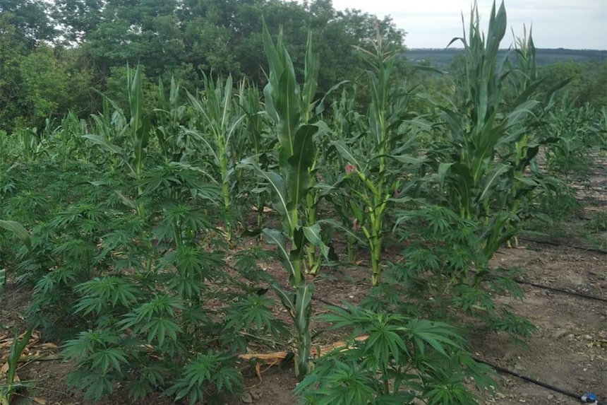 Новини Вінниці / На Вінниччині поліція знищила врожай місцевого конопляного фермера