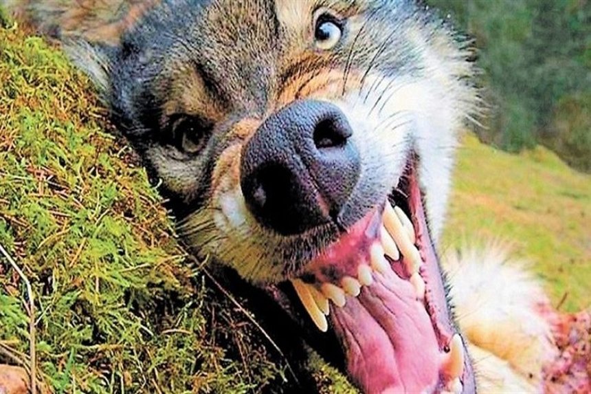 Новини Вінниці / На Вінниччині зареєстрували черговий випадок сказу