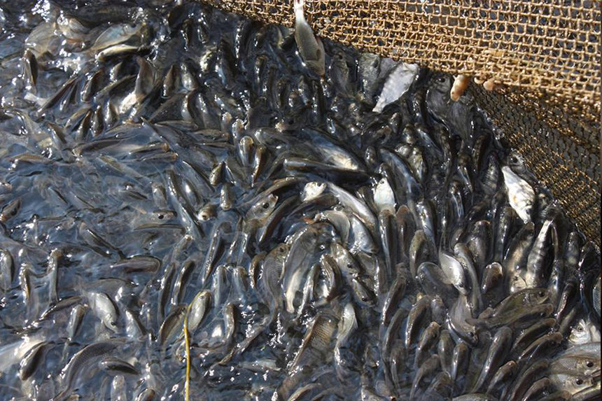 Новини Вінниці / На Вінниччині селяни зібрали кошти та запустили у місцеву водойму товстолоба (ВІДЕО)