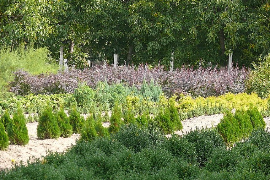 Новини Вінниці /  Карантин допоміг лісівникам з Вінниччини «налагодити» рекордні продажі