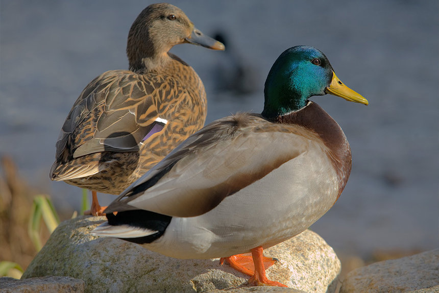 Новини Вінниці / На Вінниччині лісівники взялись за розведення крижнів (ВІДЕО)