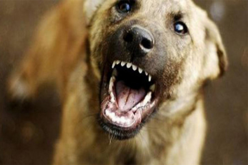 Новини Вінниці / У Вінниці підтверджено перший випадок сказу у цьому році