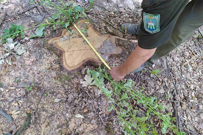 Новини Вінниці / На Вінниччині викрили незаконну вирубку понад тисячі дерев у зразковому підприємстві (ФОТО)