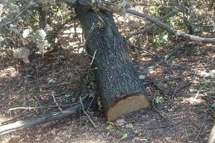 Новини Вінниці / У Погребищенському районі на Вінниччині зафіксували незаконну вирубку дубів: завдано збитків на 81,5 тисячі гривень (ФОТО)