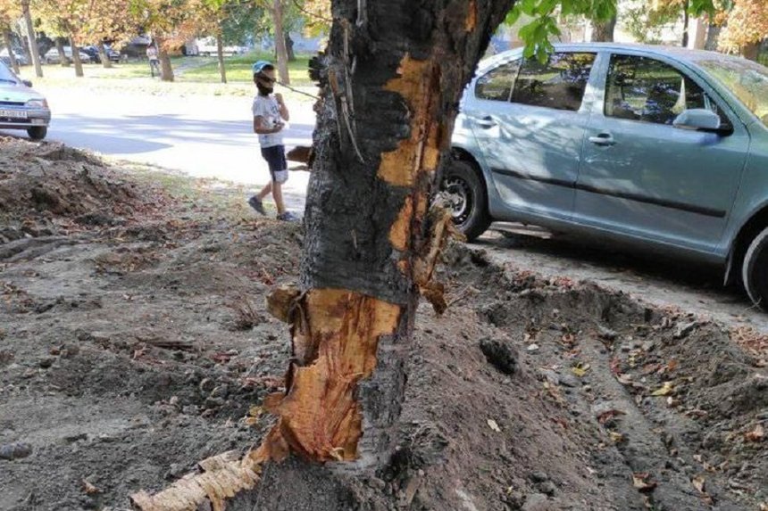 Новини Вінниці / Понад 30 дерев пошкодили екскаватором у Вінниці. Будівельникам "рекомендували" відновити насадження (ФОТО)