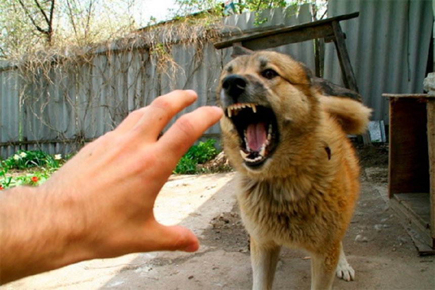 Новини Вінниці / У селі на Вінниччині через сказ оголошено карантин