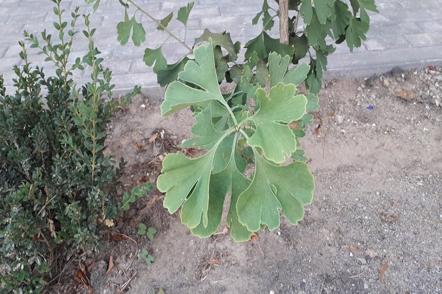 Новини Вінниці / У Вінниці посадили дерева, предки яких «бачили динозаврів»