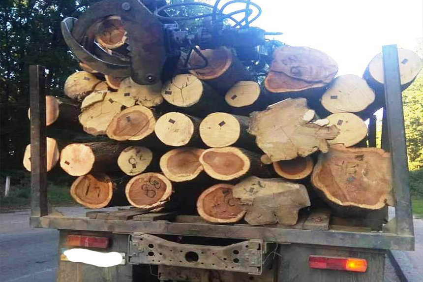 Новини Вінниці / "Очищення" лісу по вінницьки: за тиждень поліцейські задокументували 9 фактів незаконної порубки деревини (ФОТО)