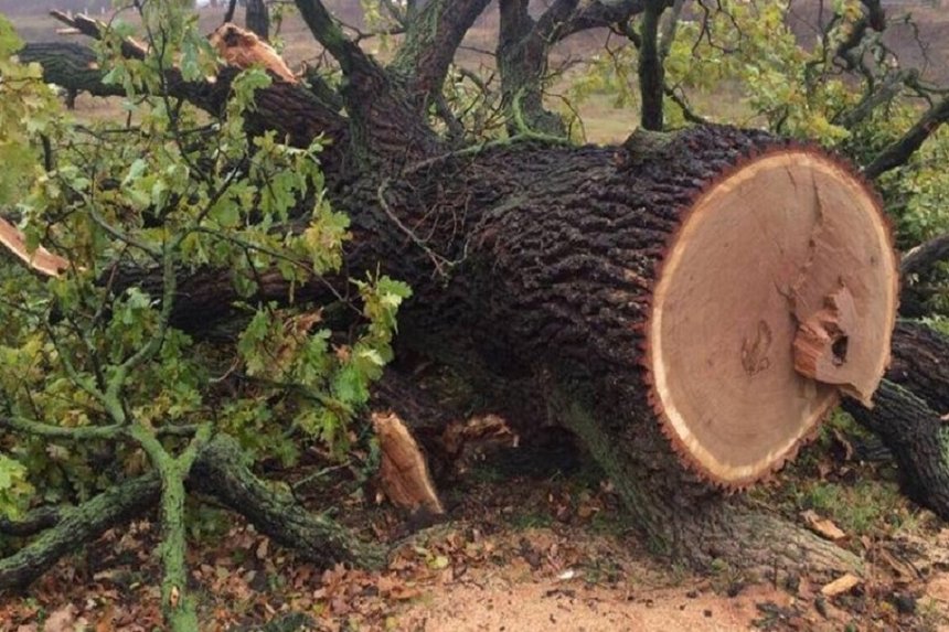 Новини Вінниці / У Немирівському районі на Вінниччині судитимуть "чорних" лісорубів