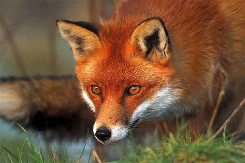 Новини Вінниці / На Вінниччині з літаків починають кидати приманки із вакциною проти сказу. Людей просять не чіпати