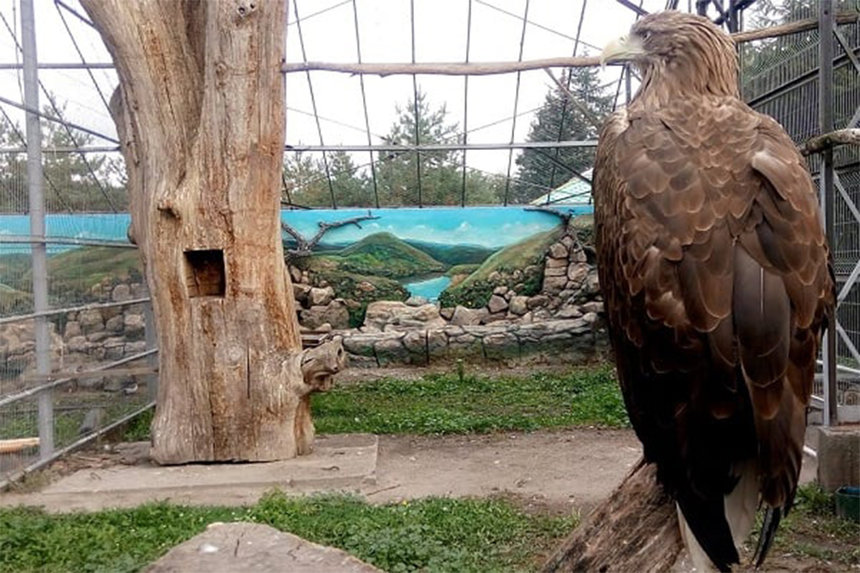 Новини Вінниці / Скульпторам доручили створити природній ландшафт для хижих птахів у Подільському зоопарку (ФОТО)