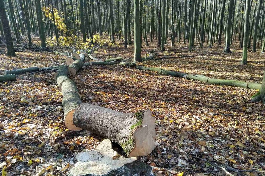 Новини Вінниці / Майже на мільйон гривень дерев незаконно нарізали у ботанічному заказнику на Вінниччині 
