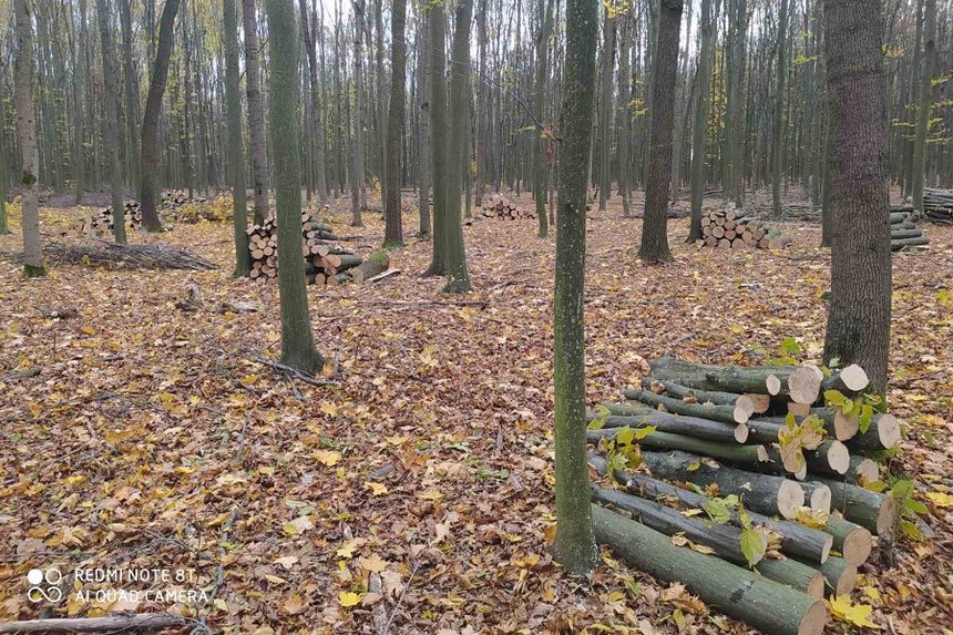 Новини Вінниці / Чергову незаконну вирубку лісу задокументовано на Вінниччині: збитки склали понад 9 млн гривень