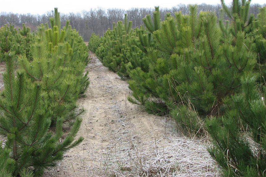 На Вінниччині почали продавати новорічні ялинки / Новости Винницы и области / Інформаційний портал На Париже Новини Вінниці / На Вінниччині почали продавати новорічні ялинки