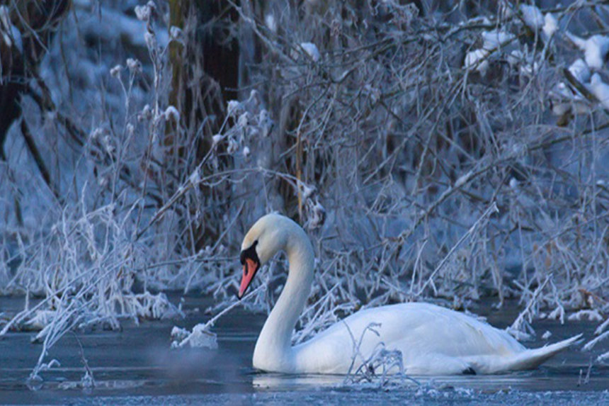 Новини Вінниці / На Вишенському озері у Вінниці лебеді ледве не «примерзли» до криги
