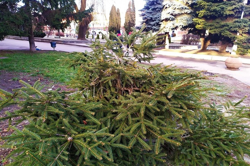 Новини Вінниці / На Вінниччині вандали понівечили кілька ялинок в центрі міста
