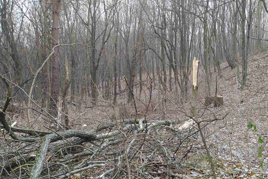 Новини Вінниці / Дуби під коріння: на території «Вінницяоблагролісу» екологи виявили незаконну рубку десятків дерев