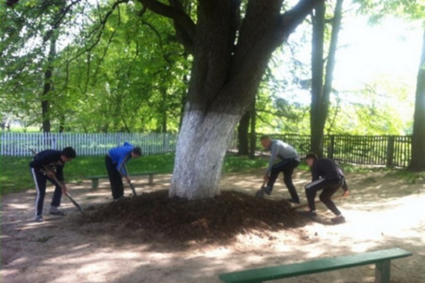У селі на Вінниччині висаджений у ХІХ столітті каштан оголосять ботанічною пам’яткою / Новости Винницы и области / Інформаційний портал На Париже Новини Вінниці / У селі на Вінниччині висаджений у ХІХ столітті каштан оголосять ботанічною пам’яткою